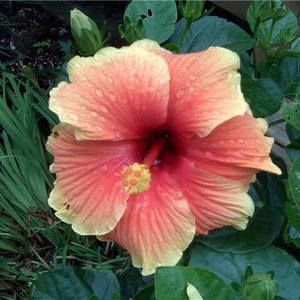 Meet your Posher, Sue